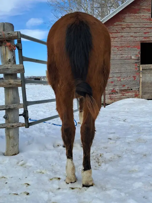 Flashy Bay paint gelding - Photo 6