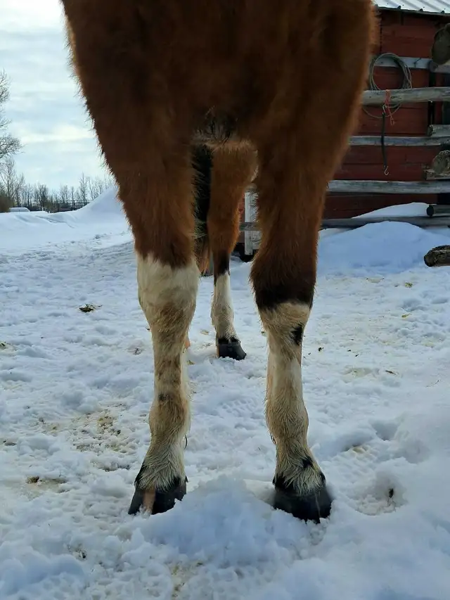 Flashy Bay paint gelding - Photo 7