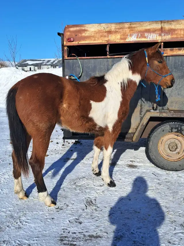 Flashy Bay paint gelding - Photo 8