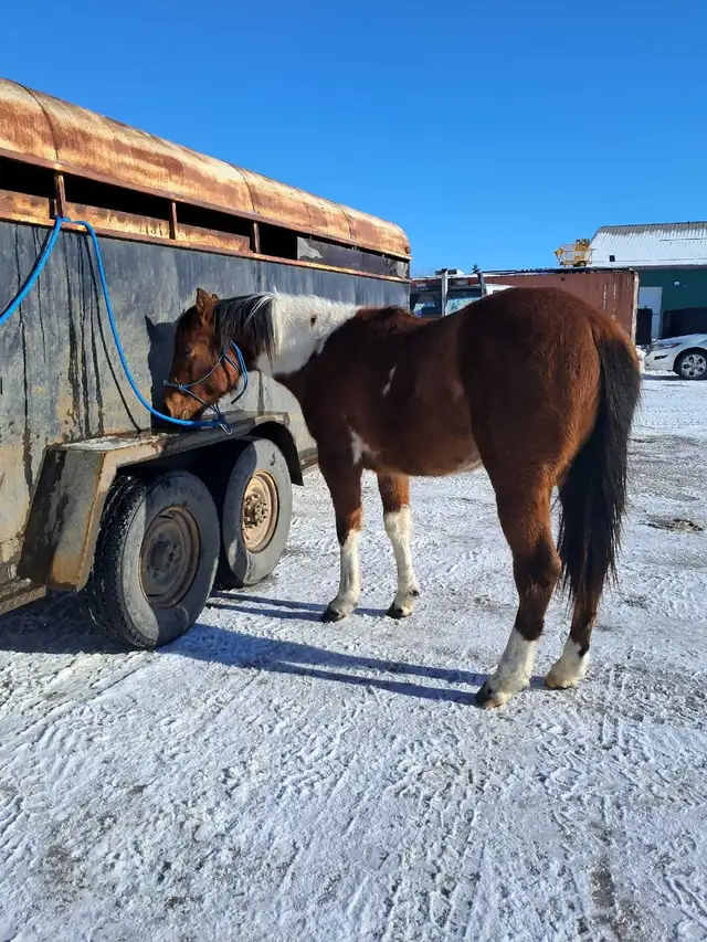 Flashy Bay paint gelding - Photo 9