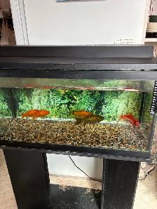 Aquarium 23 gallon avec meuble - Photo 2