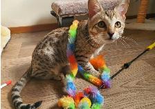 Svannahs Male and Female Kittens