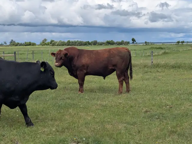 Heifer bulls
