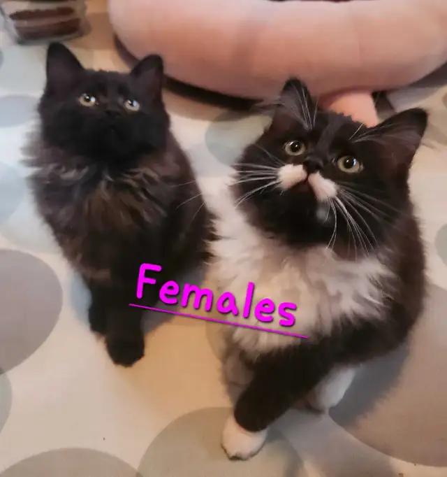 Beautiful Ragdoll kittens