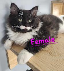 Beautiful Ragdoll kittens - Photo 4