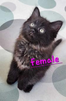 Beautiful Ragdoll kittens - Photo 5