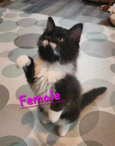 Beautiful Ragdoll kittens - Photo 6