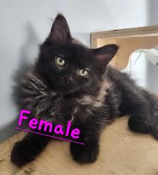 Beautiful Ragdoll kittens - Photo 7