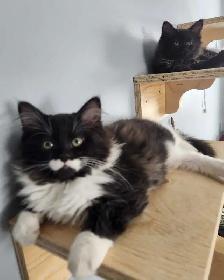 Beautiful Ragdoll kittens - Photo 8