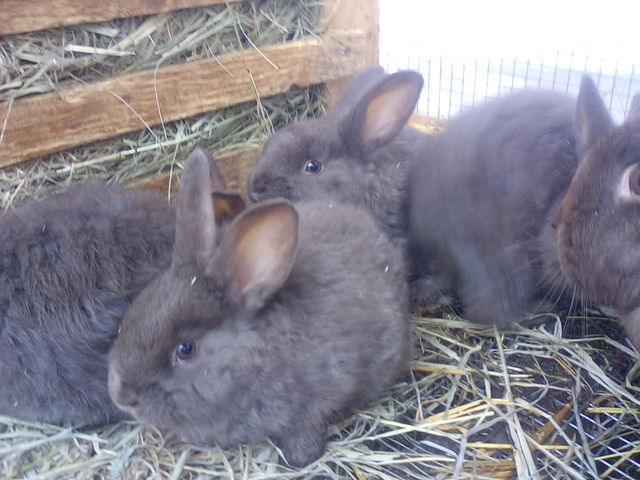 Pure Chocolate Silver Foxs for sale!