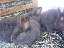 Pure Chocolate Silver Foxs for sale!