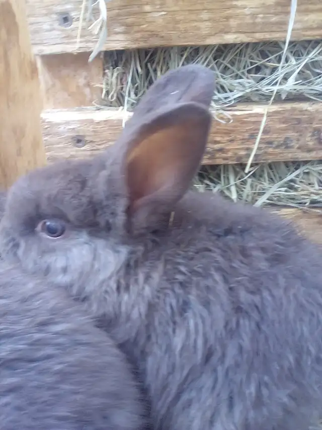 Pure Chocolate Silver Foxs for sale! - Photo 2