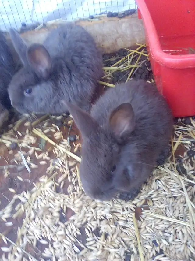 Pure Chocolate Silver Foxs for sale! - Photo 3