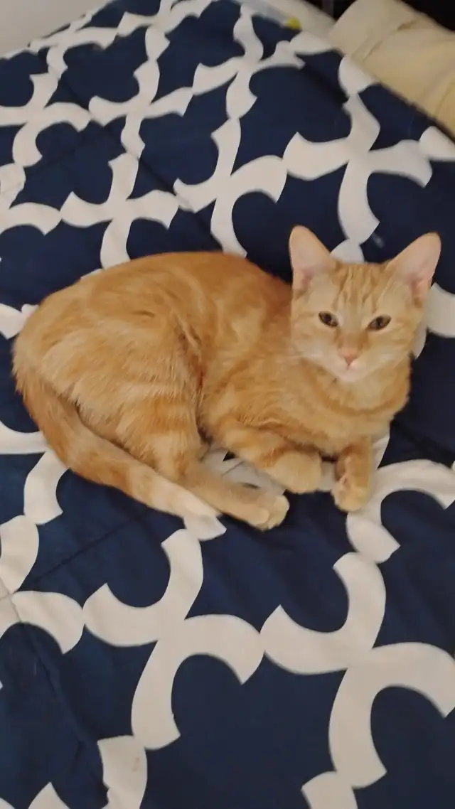 Petite chatonne de 9 mois a vendre