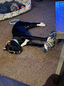 one year old female boxer - Photo 2