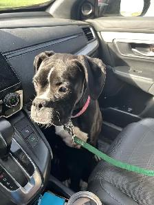 one year old female boxer - Photo 3