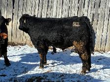 Limousin Bulls