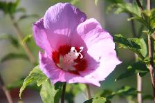 Local Grown Cedars, Boxwoods, Yews, Japanese Maples - Photo 7