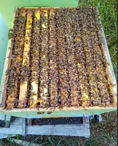 Nucléis, ruche, abeilles, reine