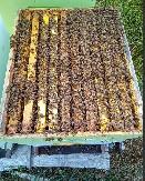 Nucléis, ruche, abeilles, reine