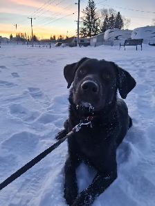 1yr old Black lab puppy