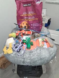 1yr old Black lab puppy - Photo 2