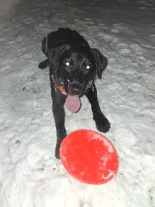1yr old Black lab puppy - Photo 3
