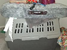 1yr old Black lab puppy - Photo 4