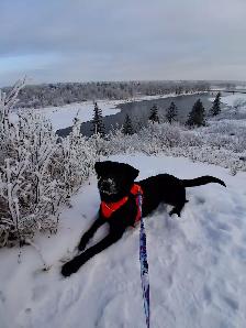 1yr old Black lab puppy - Photo 5