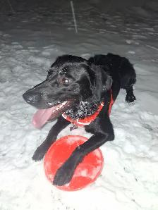 1yr old Black lab puppy - Photo 6
