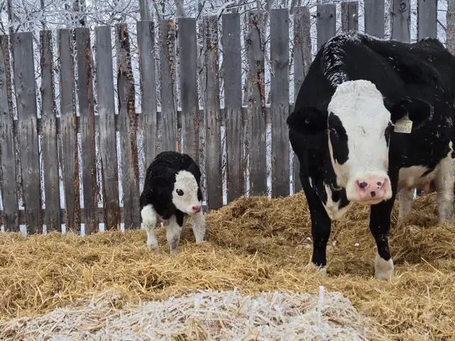 Fleckvieh Dairy Cow Pair