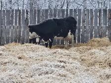 Fleckvieh Dairy Cow Pair - Photo 2