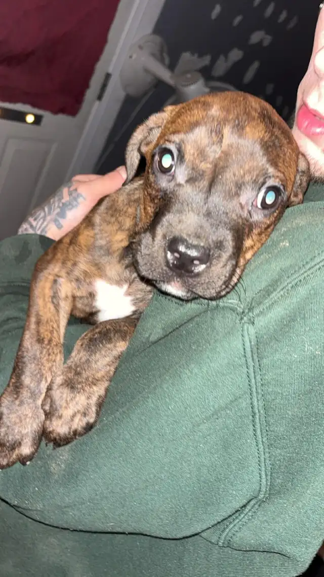 2 Male Pups Looking for their Homes!