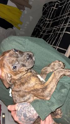2 Male Pups Looking for their Homes! - Photo 2