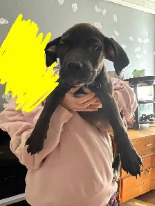 2 Male Pups Looking for their Homes! - Photo 3