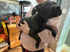 2 Male Pups Looking for their Homes! - Photo 4