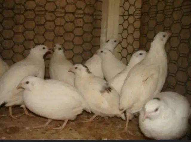 LOOKING FOR TEXAS A&M QUAIL