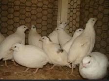 LOOKING FOR TEXAS A&M QUAIL