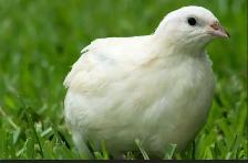 LOOKING FOR TEXAS A&M QUAIL - Photo 2