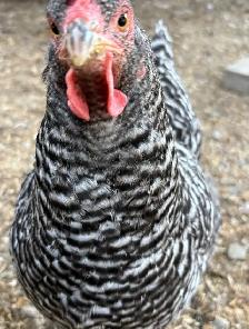 Hens available - Photo 2