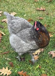 Hens available - Photo 3