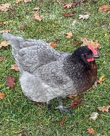 Hens available - Photo 4