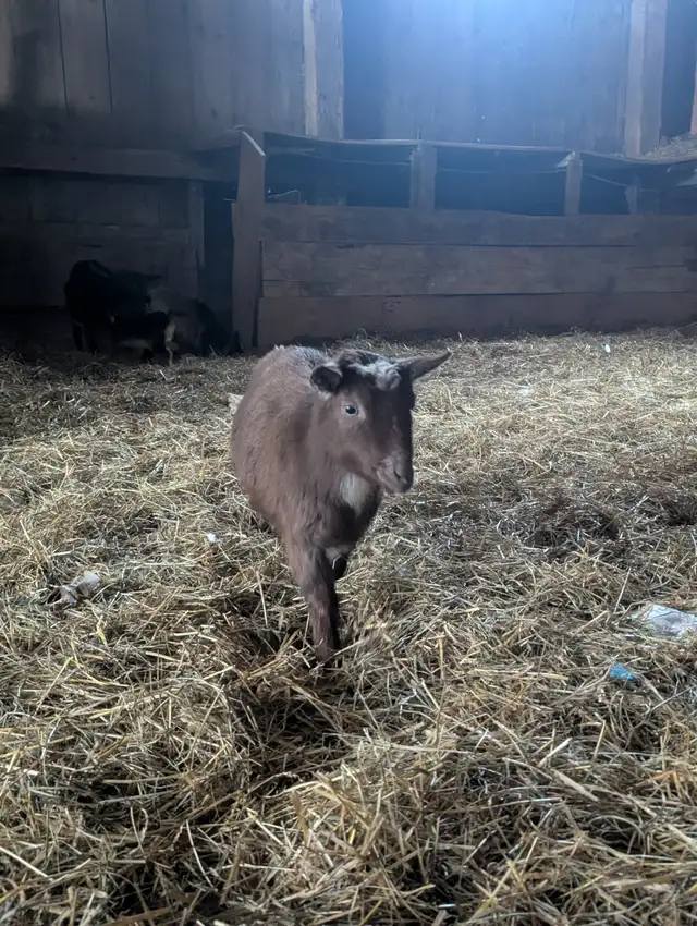 Purebred Nigerian Dwarf Female for Sale