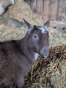 Purebred Nigerian Dwarf Female for Sale - Photo 2
