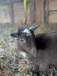 Purebred Nigerian Dwarf Female for Sale - Photo 3