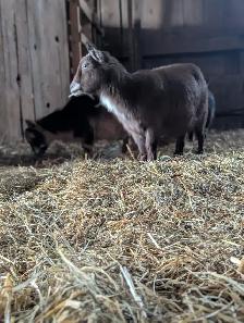 Purebred Nigerian Dwarf Female for Sale - Photo 4