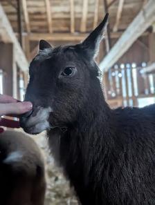 Purebred Nigerian Dwarf Female for Sale - Photo 5