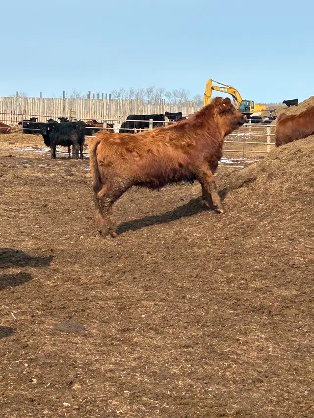 Open heifers for sale