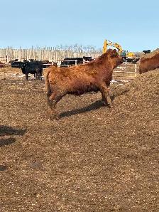 Open heifers for sale