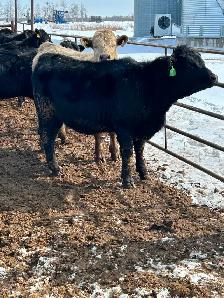 Open heifers for sale - Photo 2
